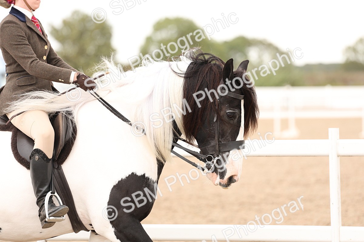 SBM_19623 - Class 216 - Ridden Traditional - Native Cob