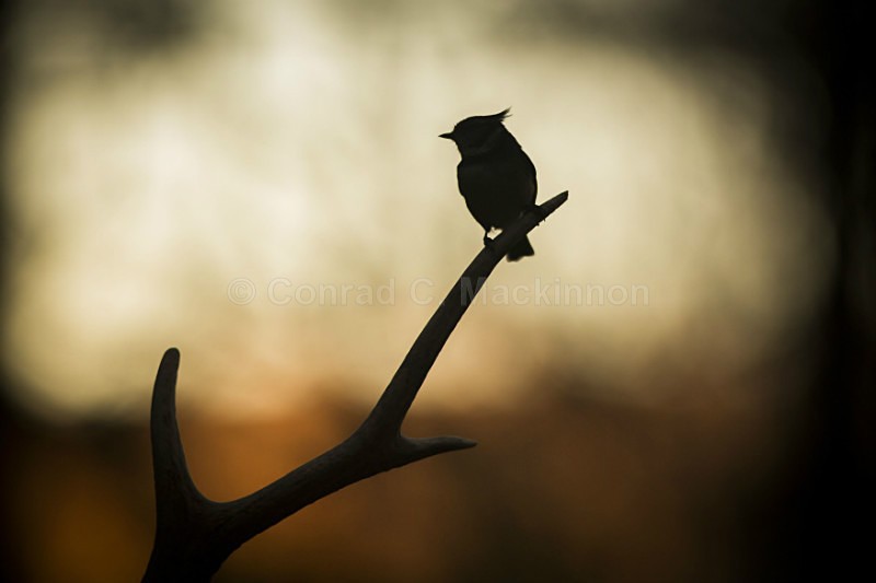 Crested Twilight - wild and free