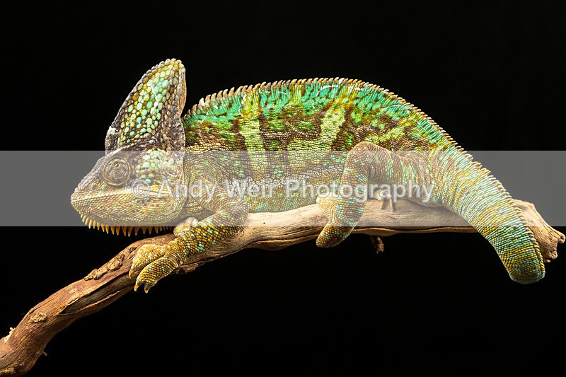 20140120-3K8A8337 - Lizards