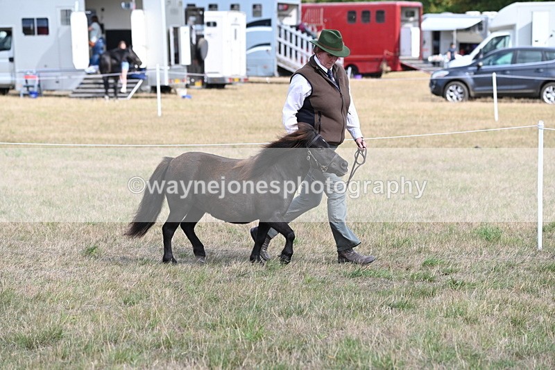 WJ6_6837 - Class 21 Shetland & Mini Horses