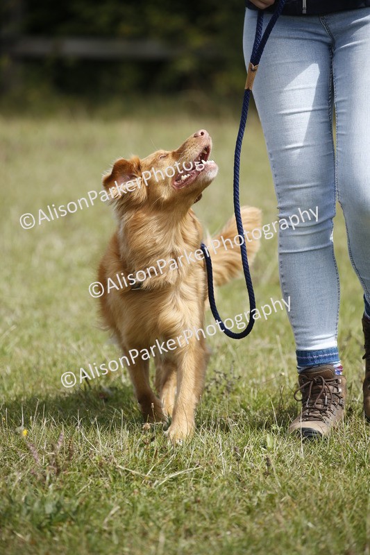 20250831-3766 - Dog Show