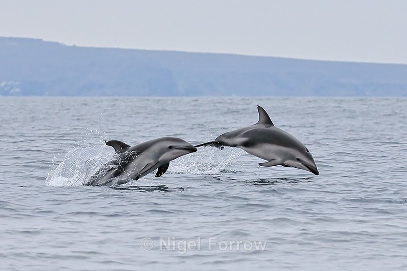 Two Dusky Dolphins breach, Chilean coast - Dolphin
