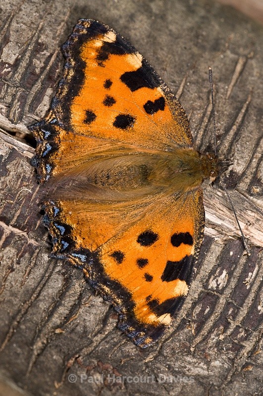  - Bugs: Butterflies