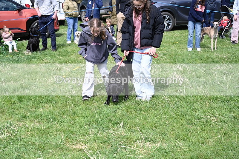 WJ6_9029 - Class 8 Best Working / Gun Dog or Bitch