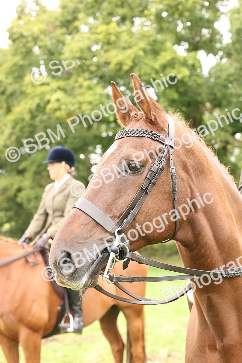 SBM_64320 - S65 - Riding Horse & Hack & Thoroughbred Ridden