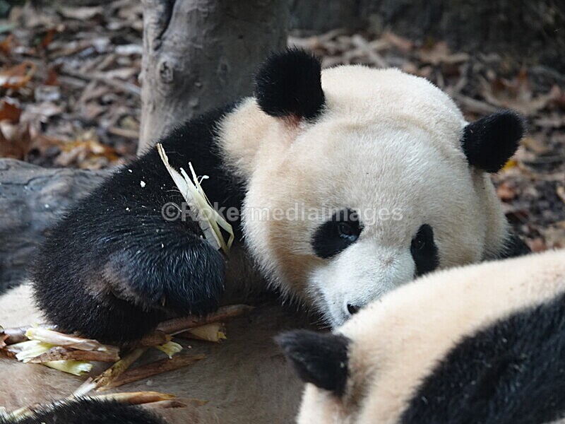 CHINA__0063 - China 2019