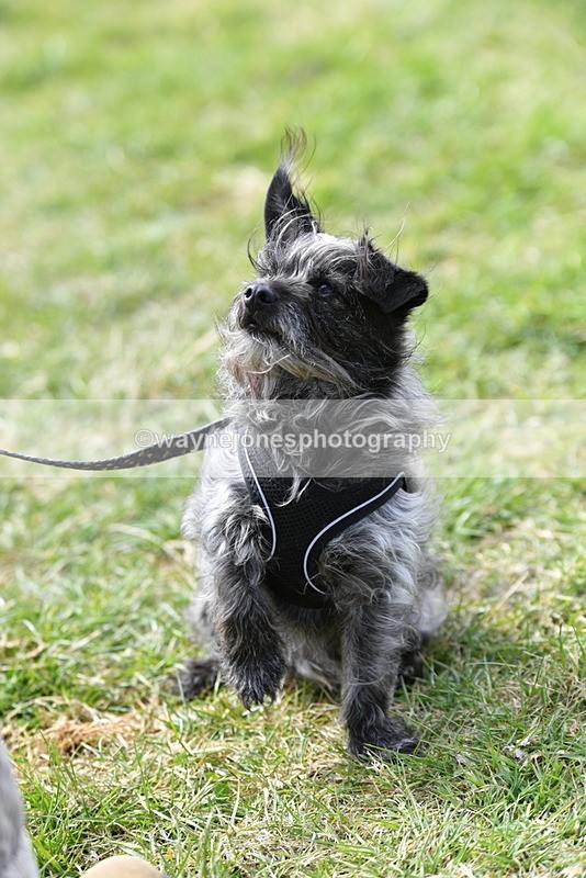 WJ5_0800 - Best in Show Championship