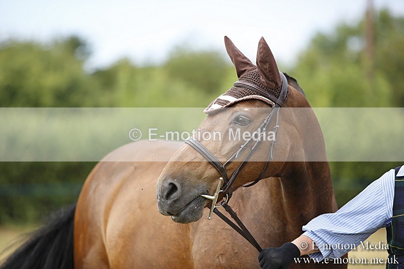 _C7A9443 - BVRC Sow 2018 Ring 2