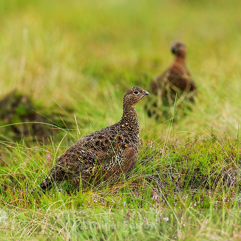 Pair of Red Grouse, Scotland - Red Grouse