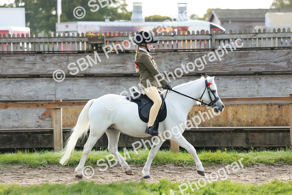 SBM_56311 - S39 - Starters In Hand Showing