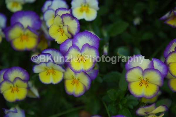  - Flowers