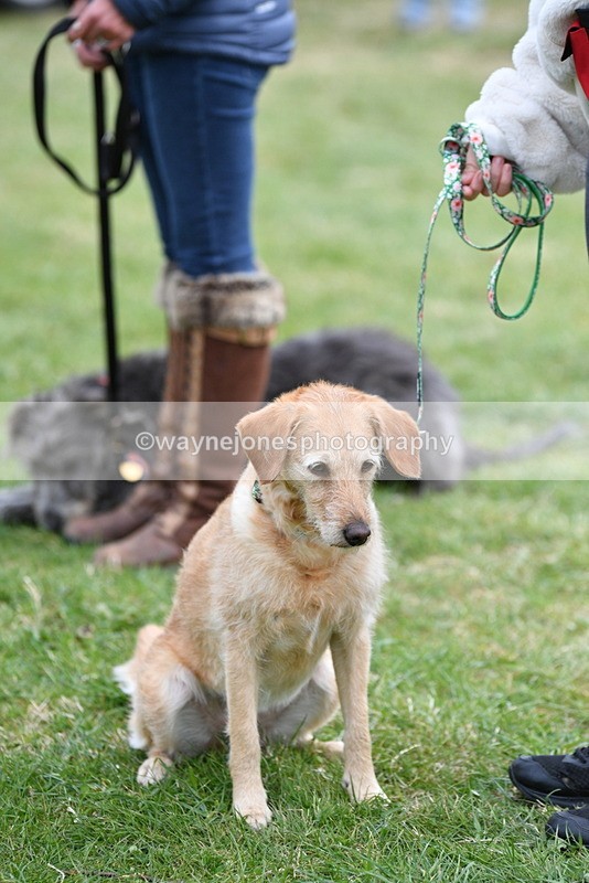 WJ5_9358 - Class 1 Best Cross Breed / Heniz 57