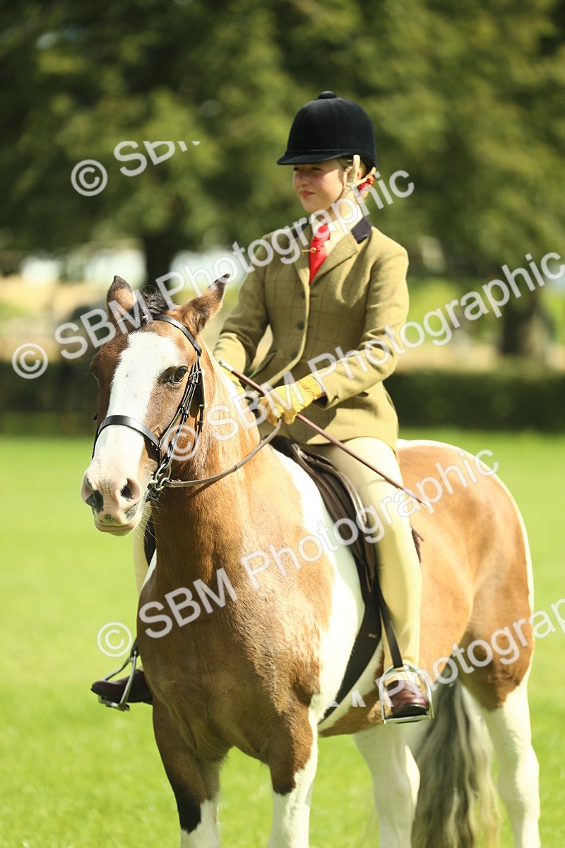 SBM_42143 - S29 - Novice & Newcomers Working Hunter Pony