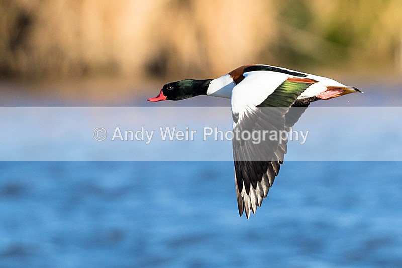 20151121-8E0A1717 - Shelduck