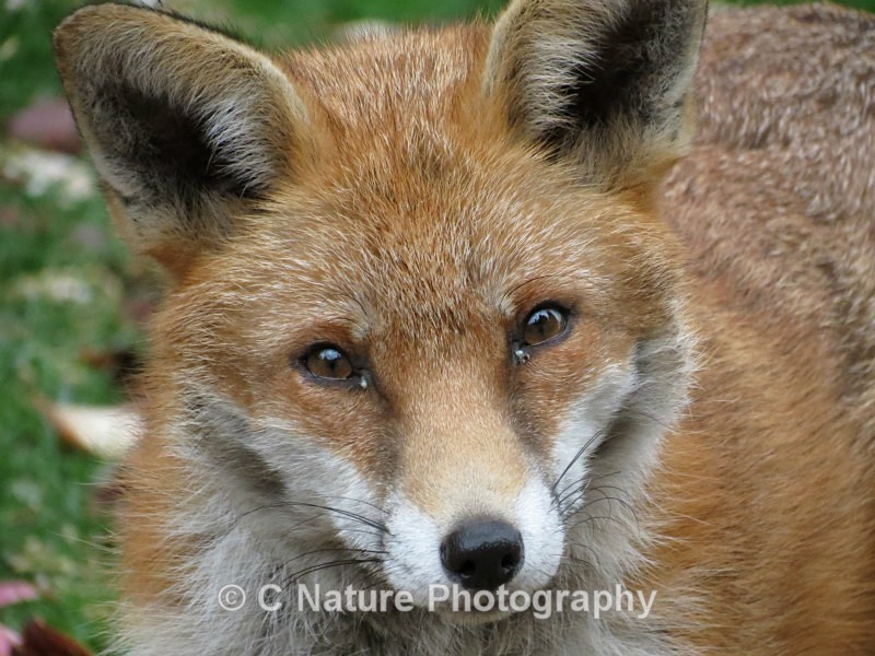 Fox - Animals