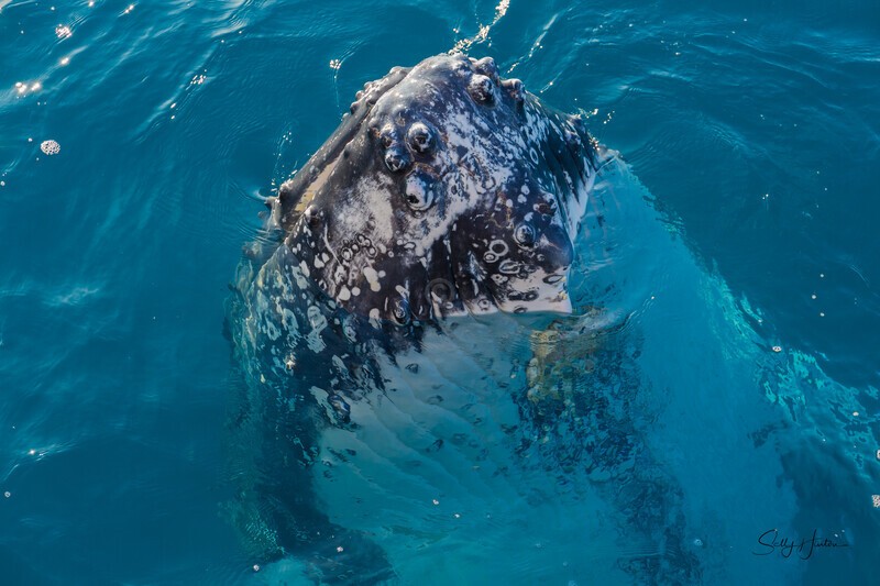Just Hanging 4_16A7953 - Humpback Whales