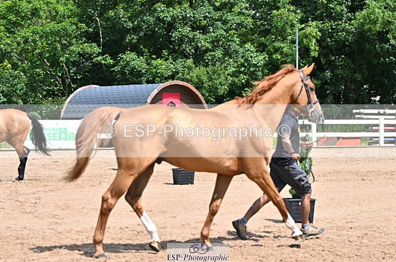 240718A-105249-01203 - Trot Up 12pm to 1pm