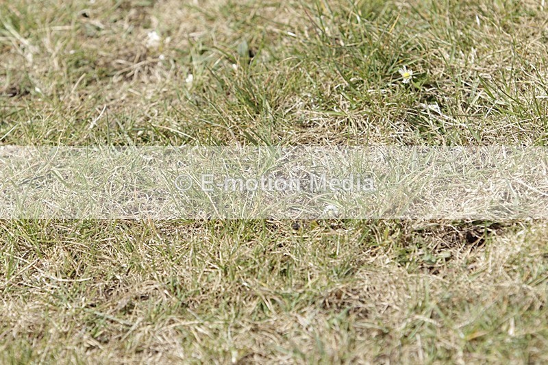 BVHT 140517 N-258 - Class 2 SJ Novice 14/05/17