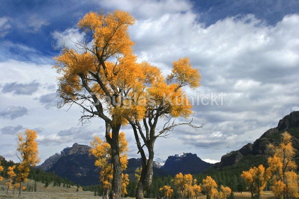 Hayden Valley - In the West