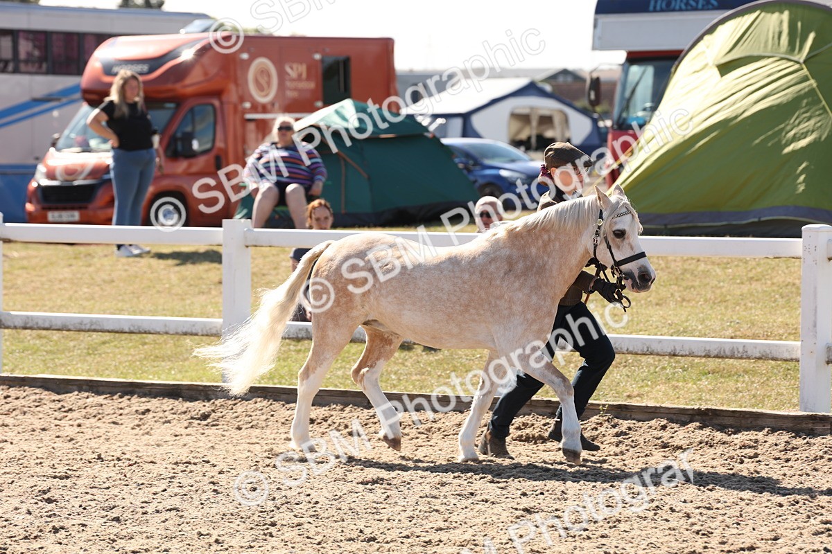 SBM_13878 - Class 205 - IH Show Pony - Show Hunter Pony