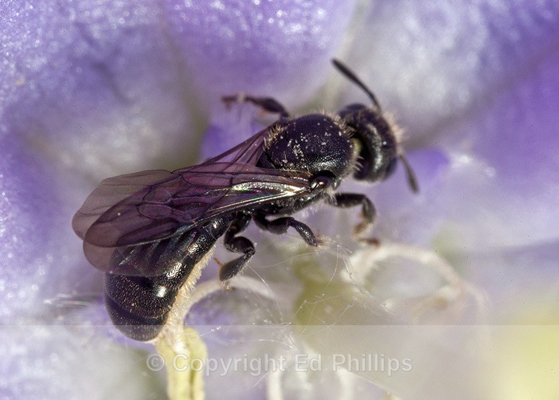 Chelostoma campanularum (f) - Chelostoma campanularum