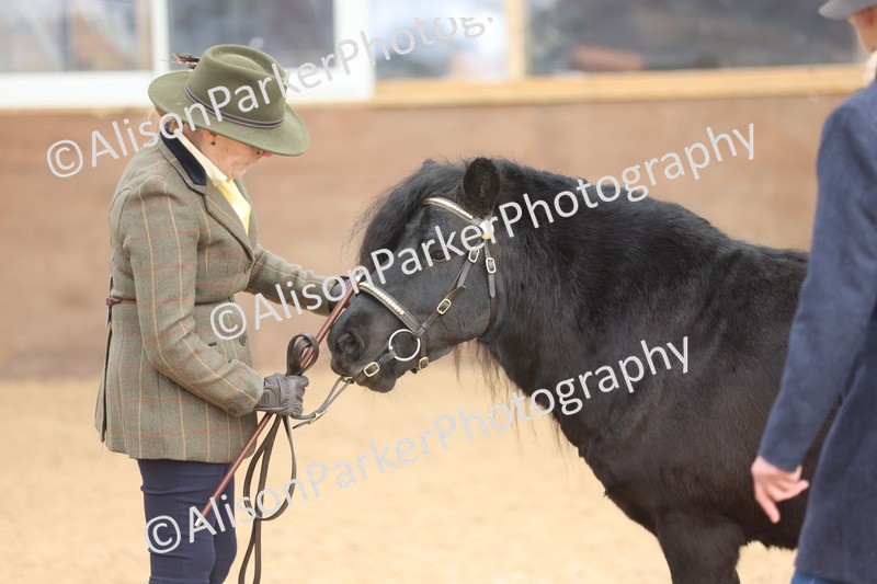 20251109-0074 - Class 4 - Stallions 4 Years and over