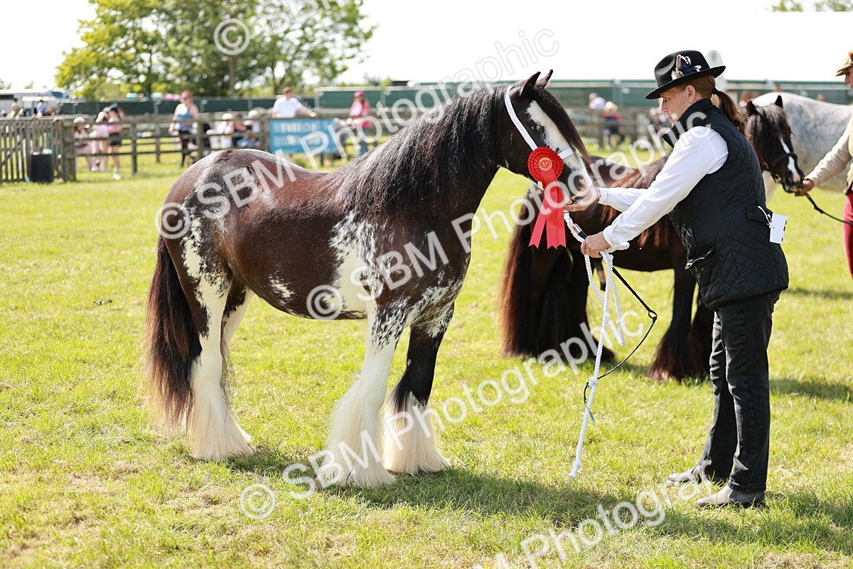 SBM_08691 - Class 63-65 - Traditional Gypsy Cobs In Hand & Ridden