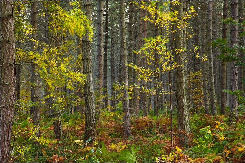 Changing Seasons - Photographs of Woodland & Rivers