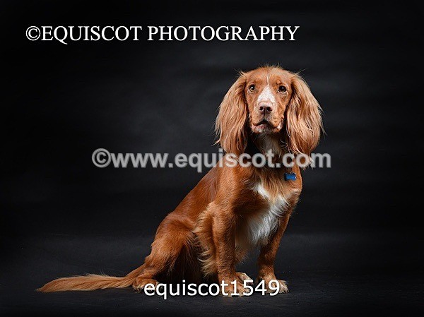 equiscot1549 - COOPER