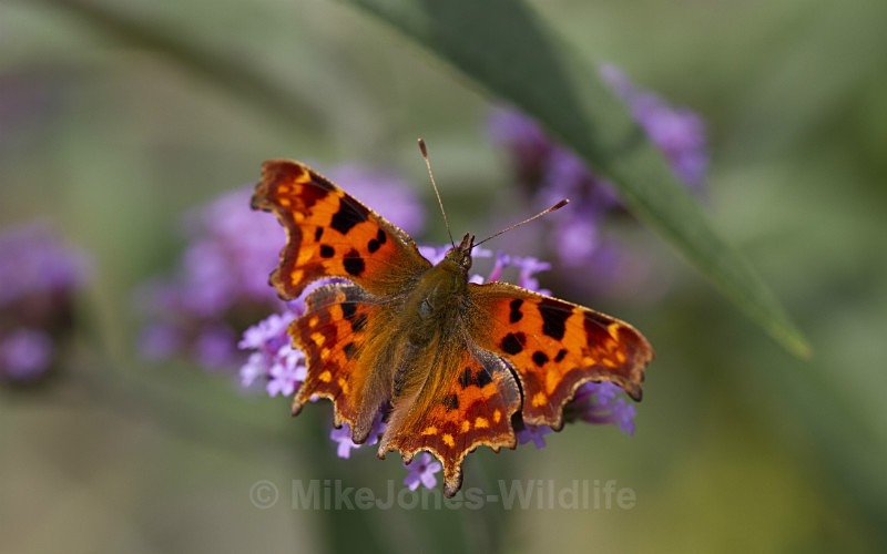 Comma - BUTTERFLIES