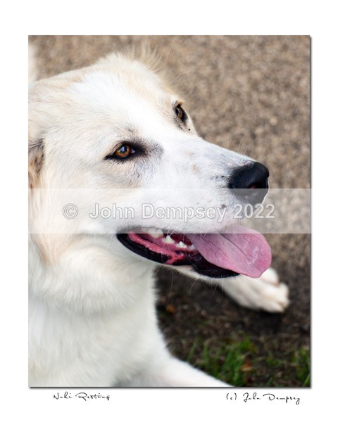 Nuki Resting - Walking the Dog