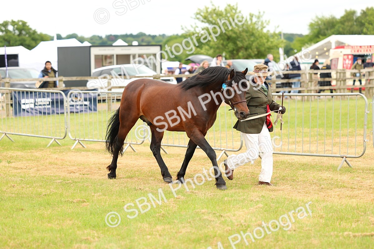 SBM_04307 - Class 64-67 - Shetland Pony In Hand