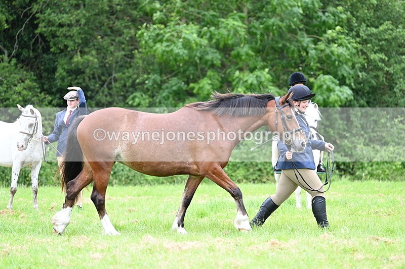 WJ7_4444 - Class 14B Prettiest Mare