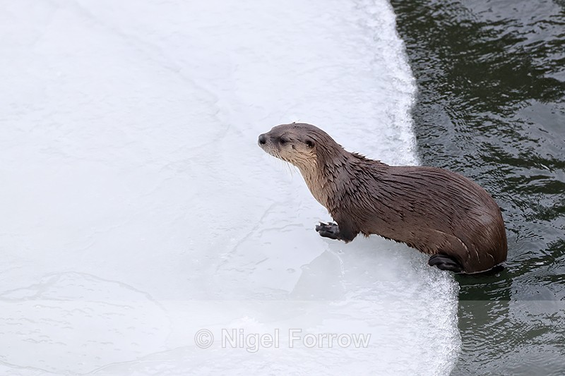 River Otter emerges from water, Yellowstone National Park, Wyoming - Otter