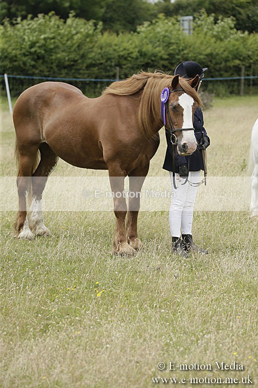 B230619-0592 - Bourne Valley Riding Club Summer Show 23/06/19