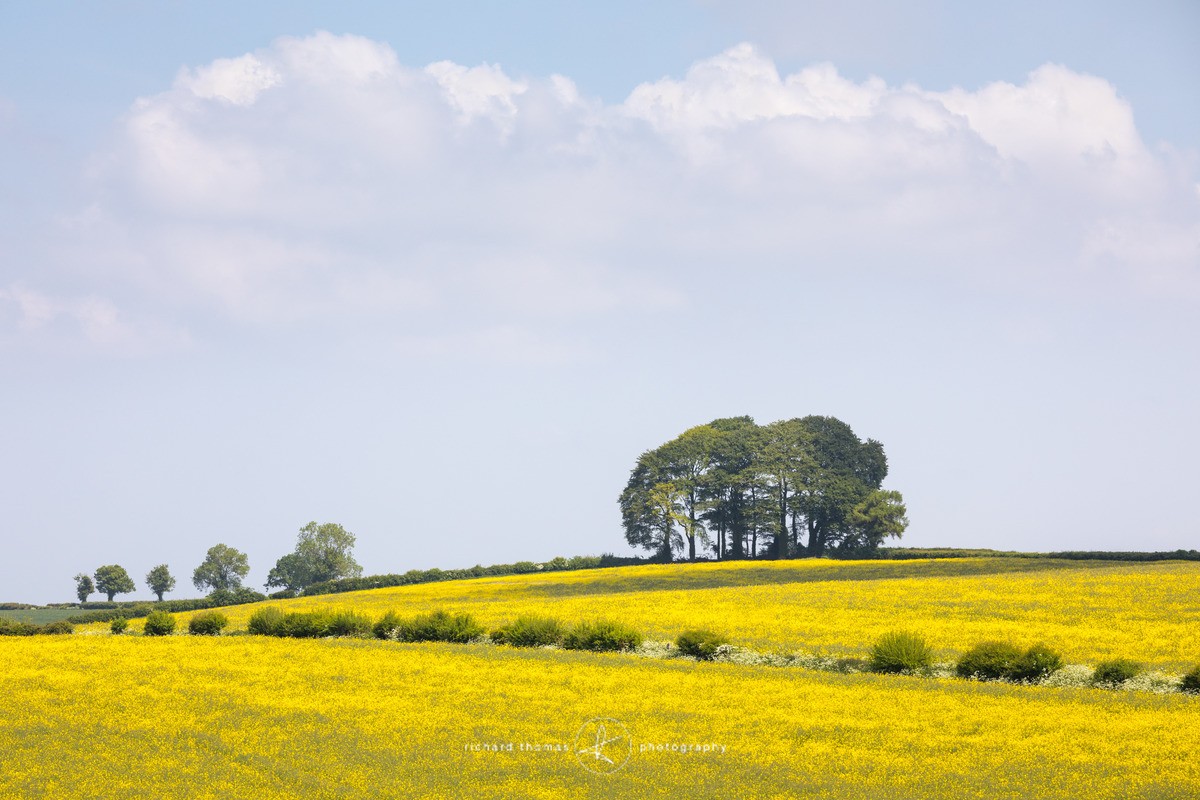 Sunny copse - Wider view
