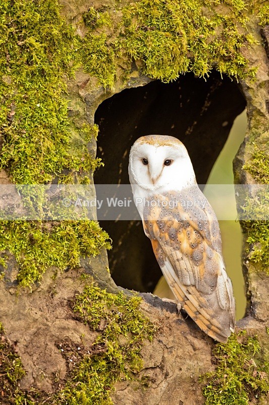 20110312-IMG_1137-102-108 - Barn Owl
