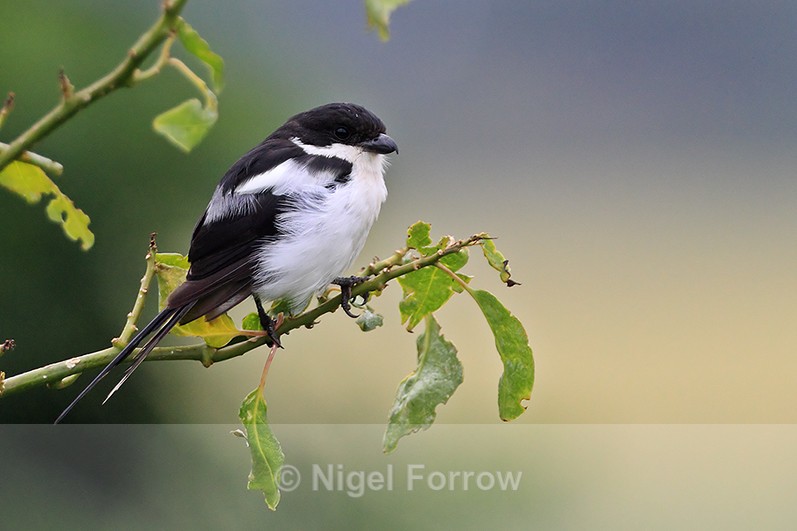 Common Fiscal (adult) perched in a bush at Kenana Farm, Kenya - Common Fiscal