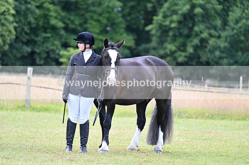 WJ7_7145 - Class 5a Most Handsome Gelding in Hand