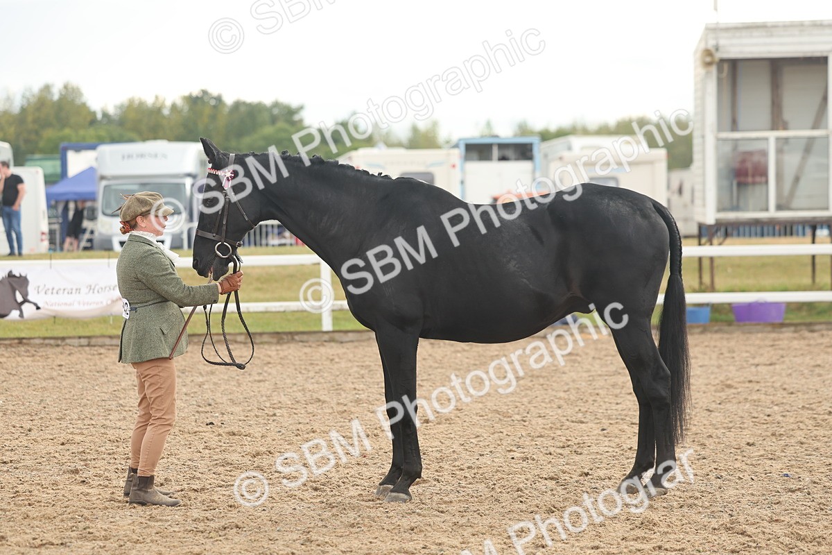 SBM_07908 - Class 28 - IH Veteran Horse