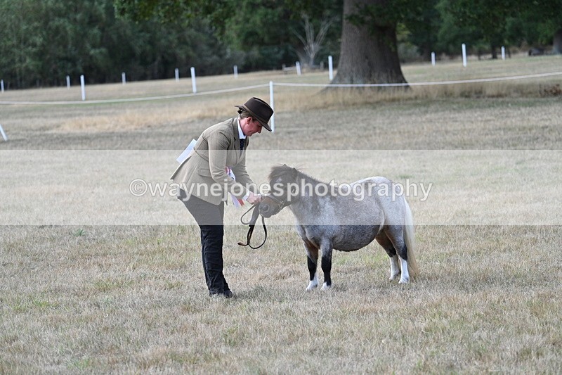 WJ7_8313 - In-hand Championship