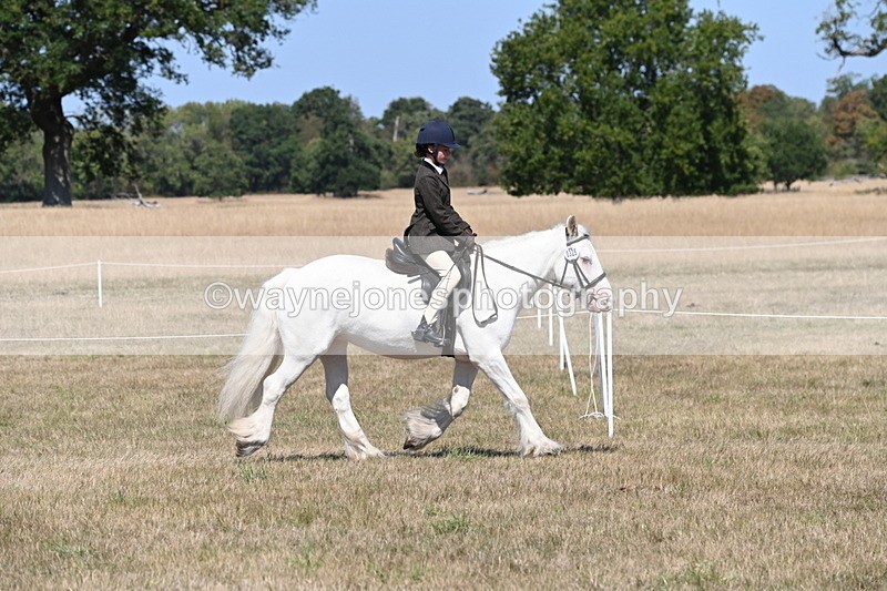 WJ6_8799 - Class 38 Ridden Riding Horse/Pony