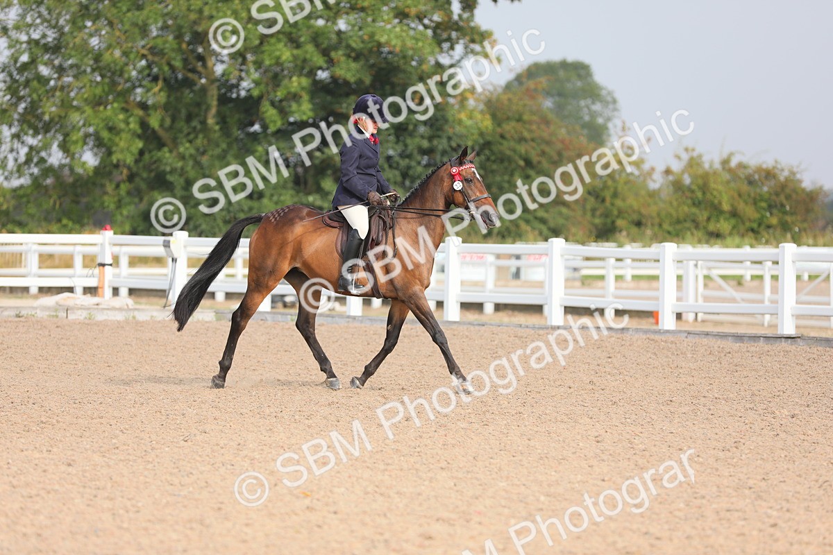SBM_10669 - Class 303 Ridden Pure Bred Horse/Pony (excl M&M)