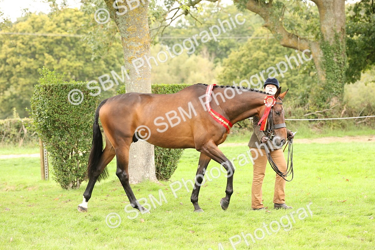 SBM_60884 - In Hand Horse Supreme Championship