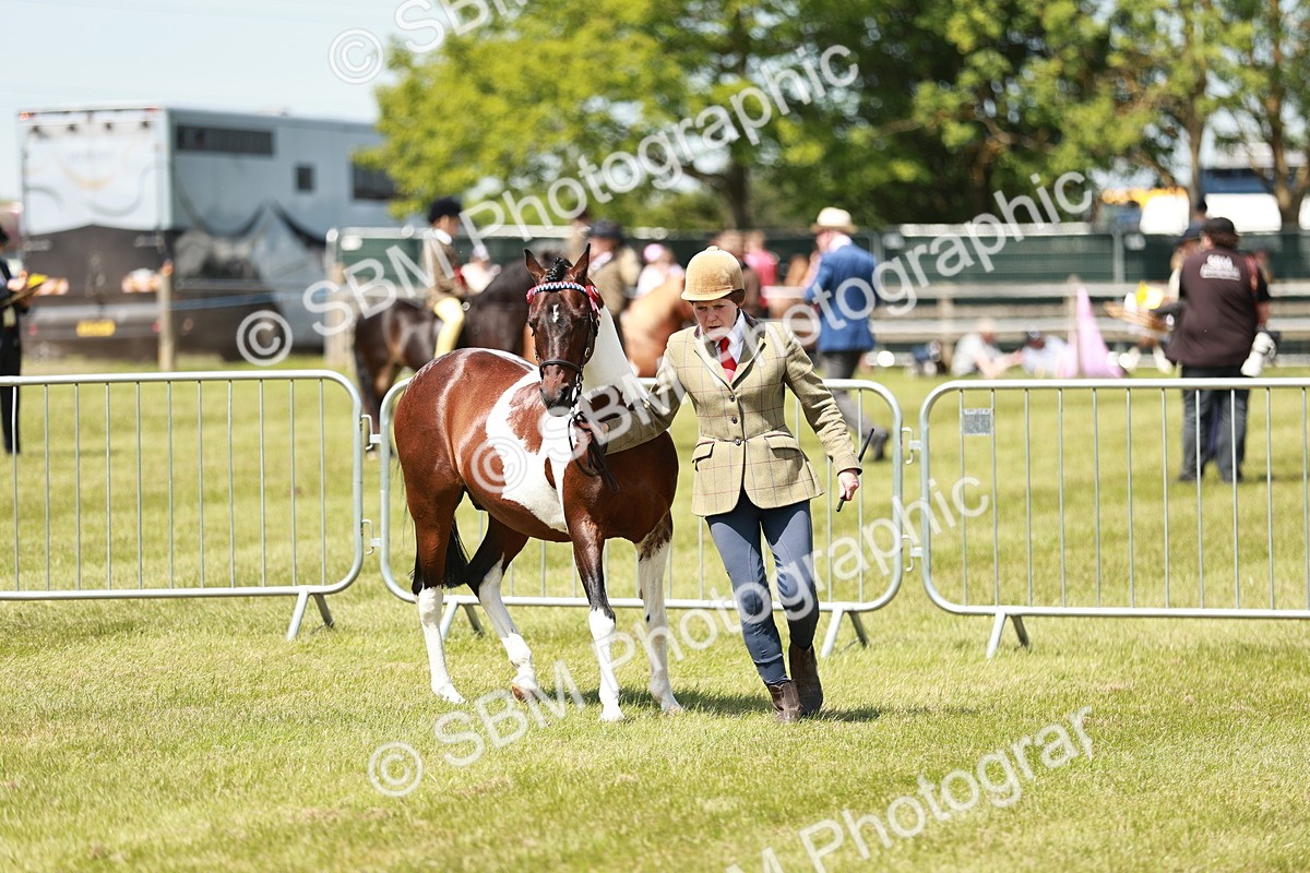 SBM_05458 - Class 41-45 - Riding Pony-Hunter Pony Breeding