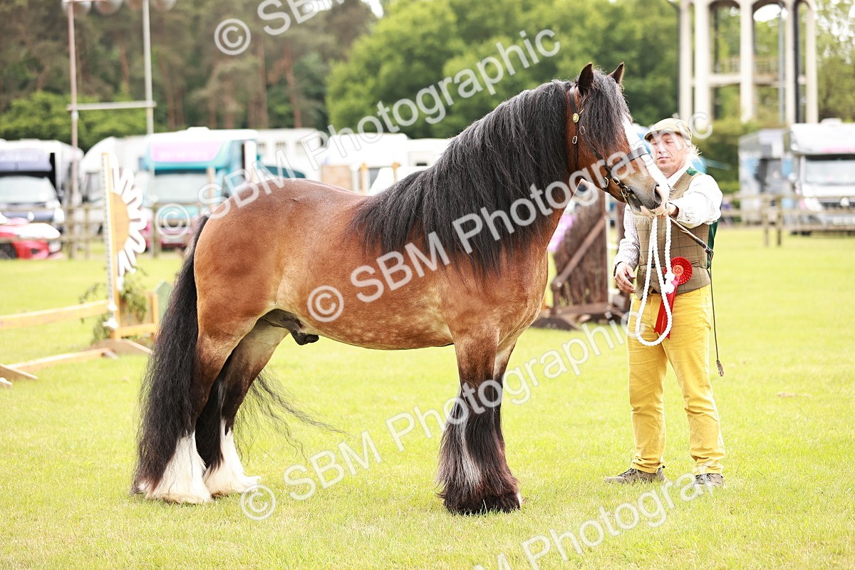 SBM_06076 - Class 39-41 TGCA In Hand and Ridden