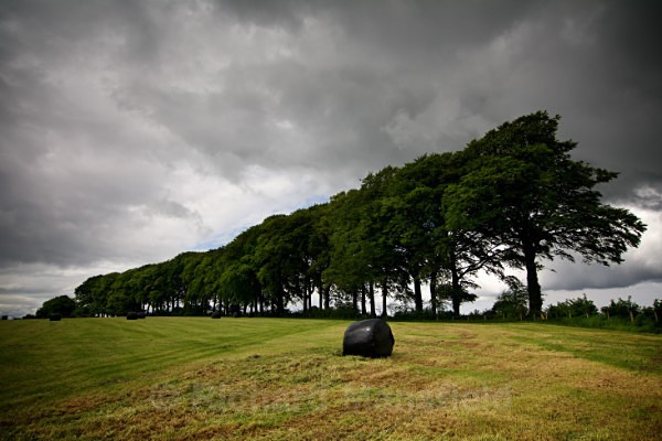 Trees, Freezing Hill, Bath - Landscape
