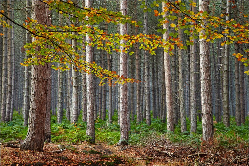Autumn Pine - Photographs of Woodland & Rivers
