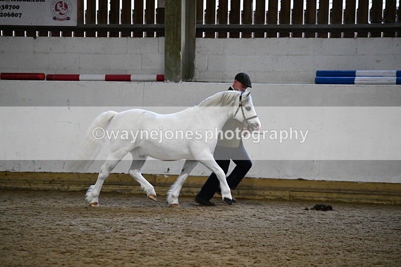 WJ5_5174 - Class 4 In hand M&M - small breeds