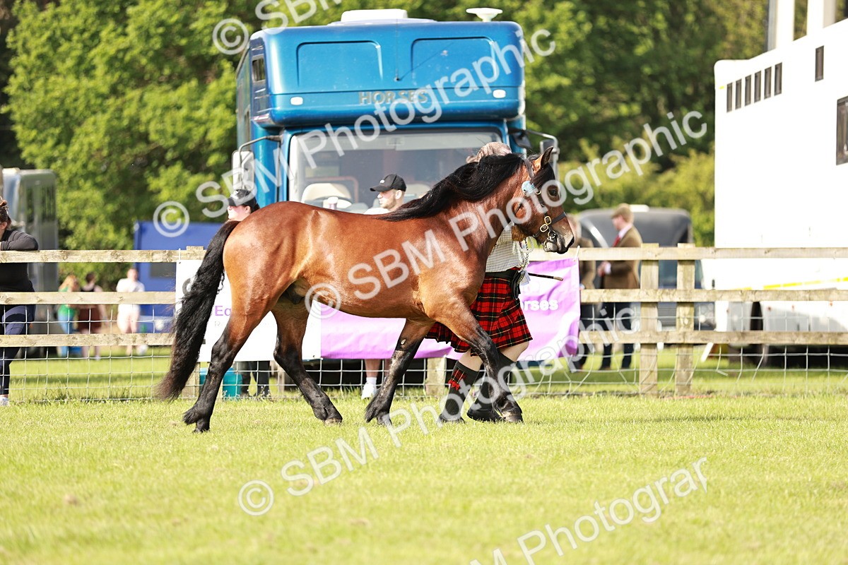 SBM_00780 - Class 14-23 - Mountain & Moorland In Hand Non Welsh